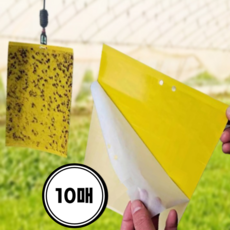 초파리 트랩 전원 주택 날파리 퇴치 끈끈이, 10개입, 1세트