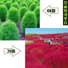 홍댑싸리 대싸리 댑싸리 코키아 야생화, 01. 홍댑싸리-15cm 포트, 1개