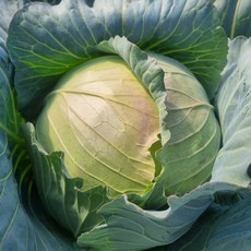 신선계절가 제주 달코미 미니 양배추, 1개, 3kg