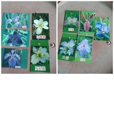 霏霏園藝鳶尾花 (白飛雁 青龍 黑美人 灰姑娘 佩加萊塔 西施 大清 貂紅玉要 大秦200)