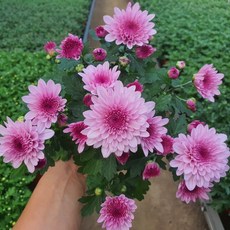 [무지개꽃/색상선택17종] 가드닝 국화 (꽃크기 6cm 소국 화분), 21. 분홍투톤 겹꽃 (크리스탈 핑크플레어), 1개