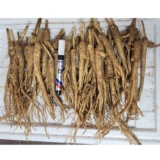 국산 약도라지 나물용 생도라지 모종용도라지 건도라지 금산 3년근 1kg, 1개, 1kg 나물용-미세척