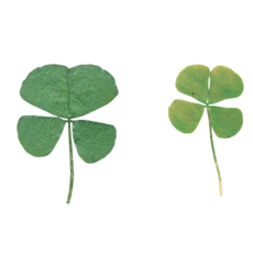 ARROWROCK 漆藝材料四葉草 真葉乾燥 適用於貼葉, 綠-15~20mm