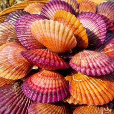 통영 비단 홍가리비 제철 선별 해물탕재료 캠핑 조개구이 2kg, 1