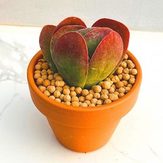 산아래 다육이 당인 선인장 화분 식물 꽃 생명력 카페꾸미기 장식 공기정화 전자파차단 희귀식물, 1개