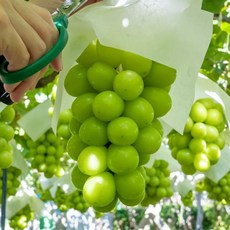 해따온 영천 망고포도 샤인머스켓, 1박스, 특등급 4kg (4수)