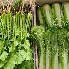 부드럽고 아삭한 열무 얼갈이 세트 1박스 반반세트 (열무 3kg + 얼갈이 1kg), 1개