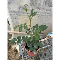 河本魅力玫瑰，四季開花，多花，抗病，強香, 四吋盆