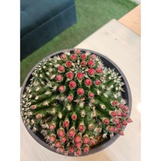 팅커벨 남미네오선인장 특대품