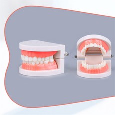 완자스토어 치아모형 치과인테리어소품