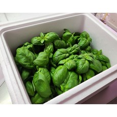 나라우람 국내산 향긋한 생바질 스위트바질, 500g, 1개
