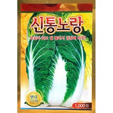 신통노랑배추씨앗 1000립 현대 26년 김장배추씨앗 김장씨앗
