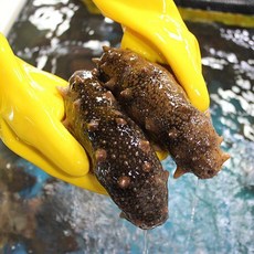 숨비해물 거제도 해녀 자연산 해삼500g, 1개, 500g