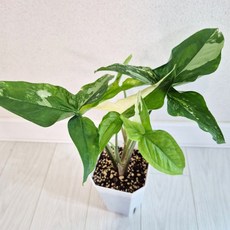 무늬 싱고니움 바리에가타 4촉 (동일상품배송)