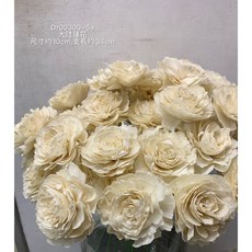 陸蓮 索拉花, 6cm,鵝黃色