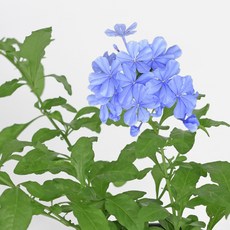 마이플랜트 플럼바고 12호 야생화 꽃모종, 1개