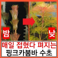 수초하우스) 핑크 카붐바 매일 접었다 펴지는 신기한 수초(초보자용 쉬운 수초), 4개, 줄기
