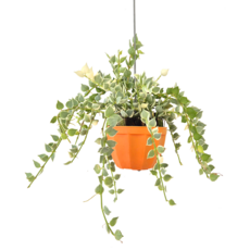 피움뜰 행잉플랜트 디시디아 밀리언하트 바리에가타 희귀 무늬 공중 넝쿨 늘어지는 플랜테리어 공기정화, 1개