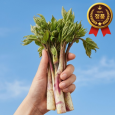 [명품나물] 산지직송 봄야채 자연산 땅두릅, 1개, 200g