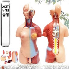 인체해부학 몸통 모형 장기 위치 신경 척추 내장 신체, 1개