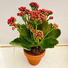 디바 농장직송 산아래 다육이 생명력최고 키우기쉬운 공기정화 전자파차단 꽃두달이상 다육식물 선인장, 럭셔리, 1개