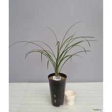 중국춘란 여호접 3촉 동양난 고급난 희귀난 그린난농원, 1개