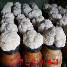 무농약 노루궁뎅이 버섯키우기 6개 버섯 배지 가정 유치원 어린이집 키트 체험