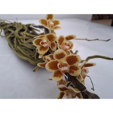 [신라난농원]Chiloschista.거미란.킬로스키스타.황색복카시.꽃예뻐요.신상품입고.아주좋은향.인테리어효과.고급종.인기.필독뒷사진참고., 1개