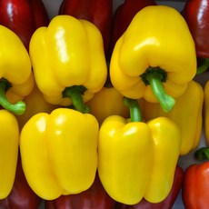 국내산 아삭한 피망 햇 파프리카, 1개, 1kg혼합