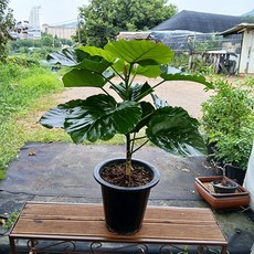 휘카스 움베르타 집에서 키우기쉬운 거실 화분, 1개, 1