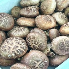 이른밭 국내산 생표고버섯 못난이 표고버섯, 1개, 2kg