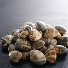 왕바지락 남해안 남해 활바지락 조개 바지락 제철 활 생 왕 반품불가, 1)1kg