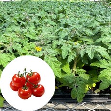 새마을총각 앉은뱅이방울토마토모종 빨강, 2개
