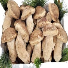 mk 국내산 무농약 기력회복에 좋은 송화 송향버섯 농가직송, 1개, 송향(송화) 버섯 500g