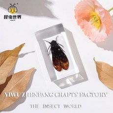곤충 표본 자연의 세계에 대한 엿보기, 7 3cm flower spot