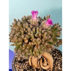 팅커벨 2 3월에꽃피는 덴섬뿌리근상, 1개