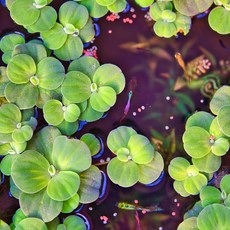 (2+1이벤트) 목련물배추, 7개