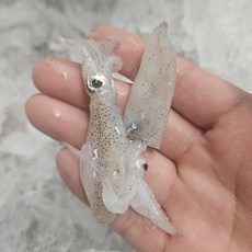 선주직송 제철 호래기, 1박스, 생물 500g(60미 내외)