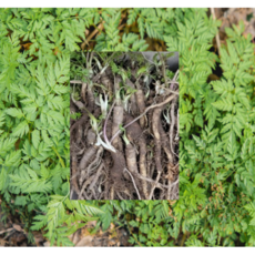 (성실)전호나물 2년차종근 10개