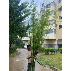 인조 대나무 인테리어 사무실 가짜 식당 파티션 화분, 4m 높이 조밀한 대나무 10개