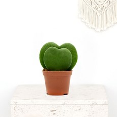 그린테라피 스투키 산세베리아 하트호야 사은품증정 정품 스투키 모종 실내공기정화식물 농장직영, 더블 하트 호야, 1개