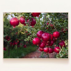석류가 주렁주렁 달린 석류나무 다산의 상징 결혼 선물 풍수 그림 사진 액자, 00. 포스터만(액자없음)