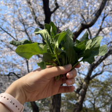 남해 보물섬 시금치 해풍맞은 포항영해초 시금치, 500g, 1개