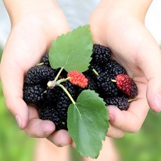 국내산 특품 햇오디 급속냉동 산지직송, 1개, 1kg