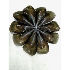 갓성비 생물 키조개 5마리 캠핑 조개구이 조개찜 키조개관자 살, 1개, 키조개 5미 (개당 20cm내외)