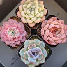 예쁜다육 4종 세트, 1개