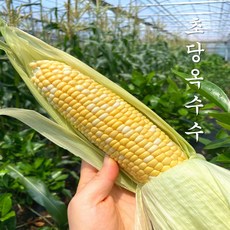 [5월12일 첫출고] 초당옥수수 특품 고당도 산지직송, 1박스, [특품] 초당 옥수수 10개 (14cm이상)