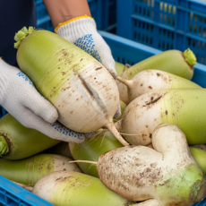 [초특가할인] 국내산 무우 무 햇무 세척무 못난이 무우, 1박스, 못난이 무 5kg