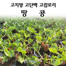 [모종심는아빠] 고지방 고단백 고칼로리 땅콩 모종, 모종36개, 1개