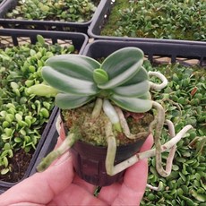 [숯돌꽃]명환 대엽풍란꽃 개화주 풍난 대엽풍란 나도풍란, 1개